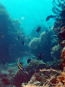 Menjangan island- Bali